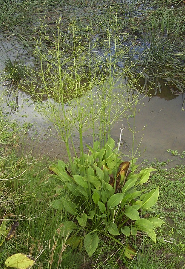 common water-plantain